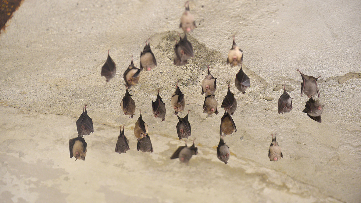 pipistrelli