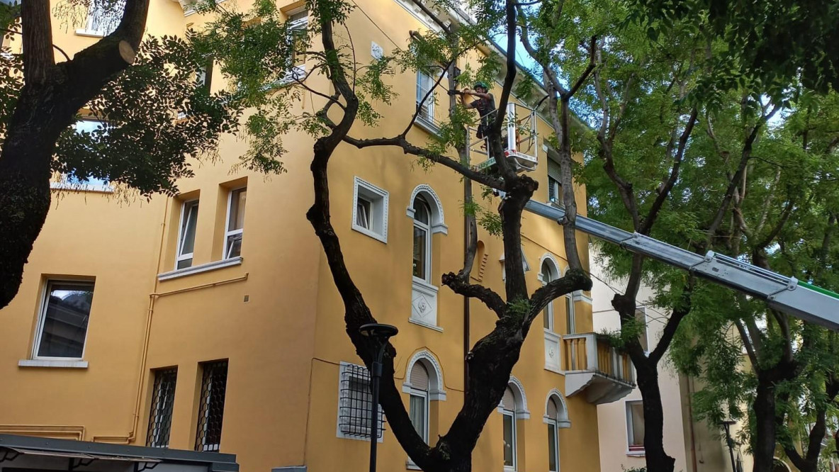 alberi
