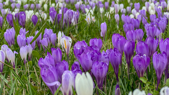 Krokusblüte