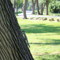 Userimage