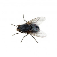 Userimage
