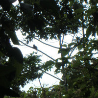 Userimage