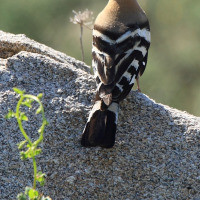 Userimage