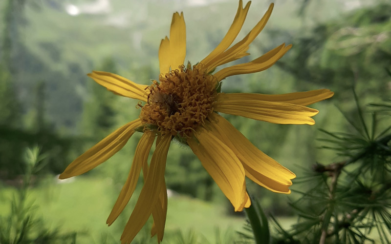 Arnika Kräuterwissen